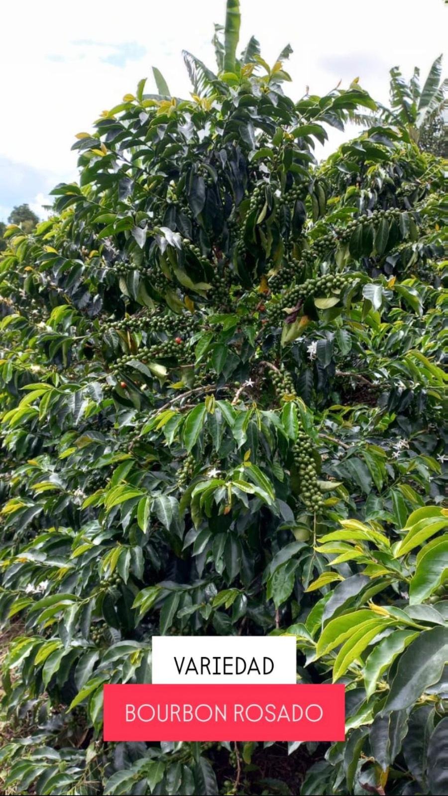 Selective Harvesting