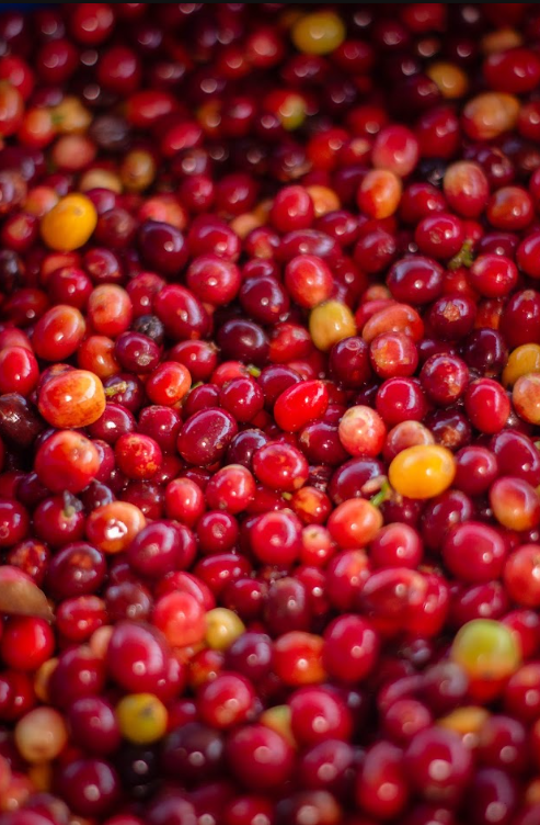 Papayo coffee cherries.