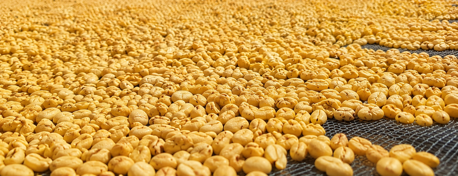 Coffee Drying
