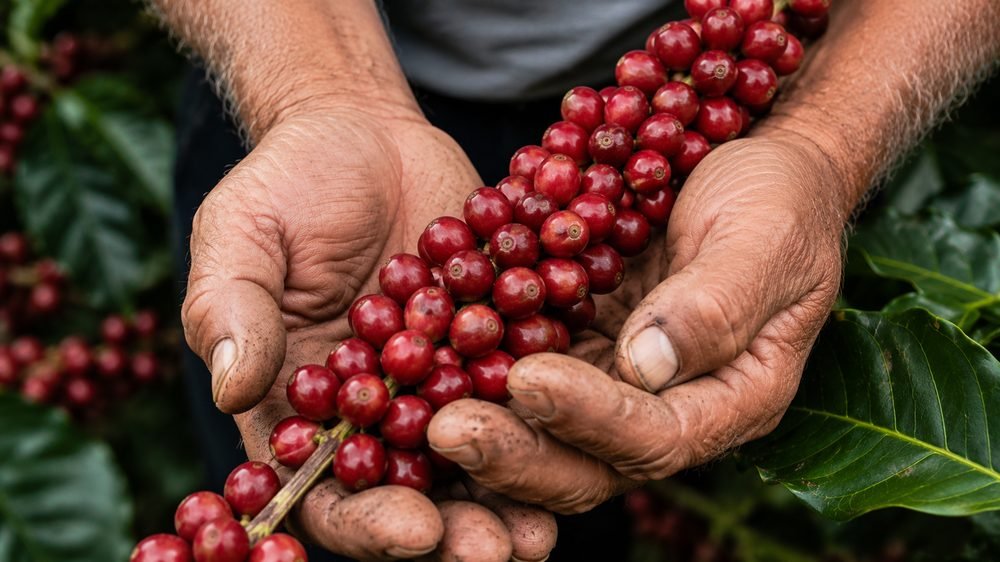 Specialty Coffee